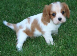 King Charles Spaniel Puppies Price In India