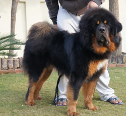 Tibetan Mastiff Puppy For Sale In Dehradun Best Price