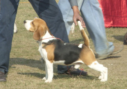 Beagle Puppy Price In Goa - Beagle Puppy For Sale In Goa