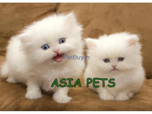 Persian Kitten For Sale In India - Persian Kitten For Sale In India