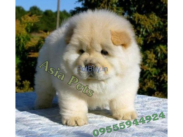 Chow Chow For Sale In India - Chow Chow For Sale In India