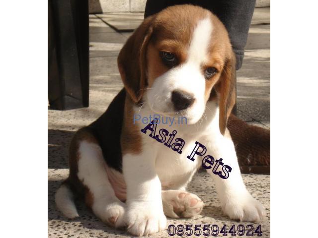 Beagle Puppy Price In Agra - Beagle Puppy For Sale In Agra