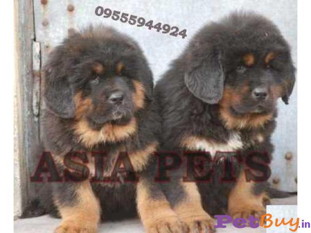 Tibeten Mastiff Puppy For Sale India