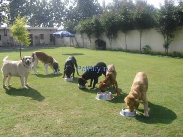 Dog Boarding Delhi - Pet Grooming Noida| Pet Daycare Service Delhi - Dog Walkers Delhi Ncr