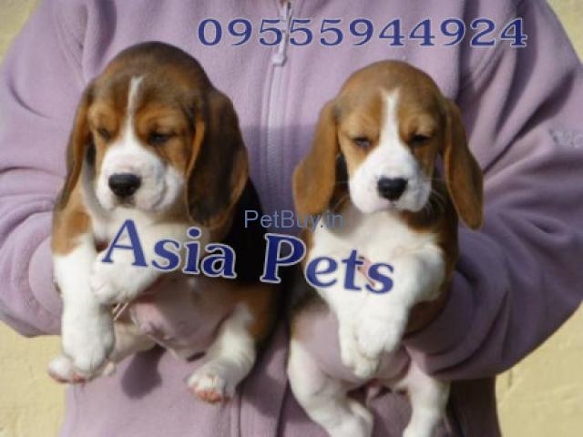 Asiapets - Tri Colour Beagle Puppy Delhi