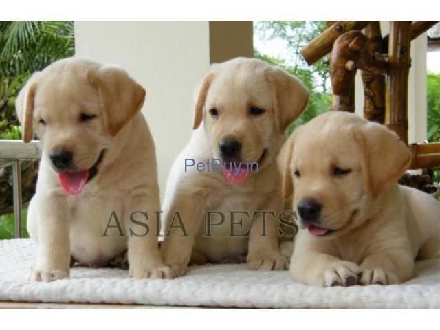 Golden Labrador Pups For Sale In Delhi