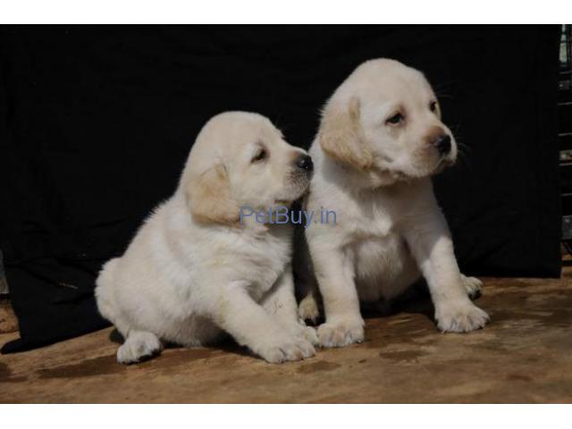 Labrador Puppies For Sale In Delhi Ncr