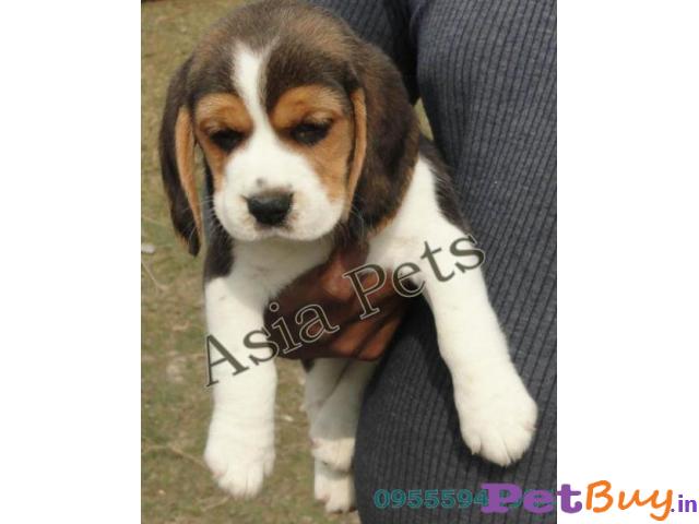 Beagle Puppy Price In India