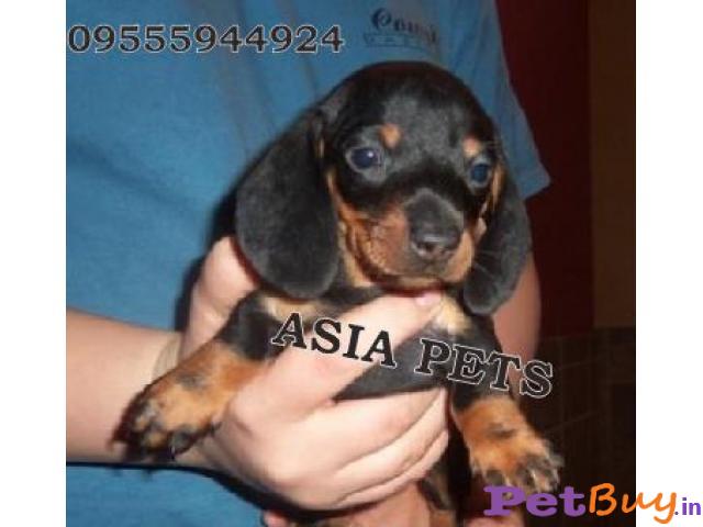 Dachshund Puppies For Sale In India