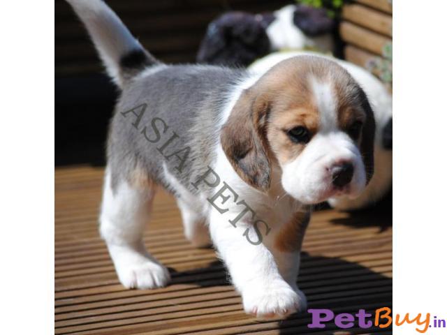 Beagle Puppy Price In India