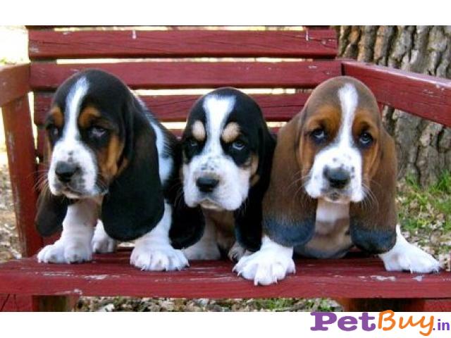 Basset Hound Puppy For Sale In India