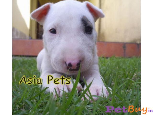 Bullterrier Puppy For Sale In India