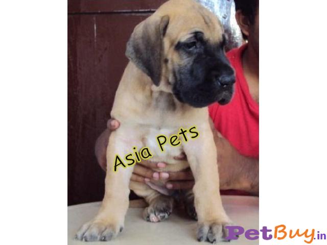 Great Dane Puppy For Sale In India