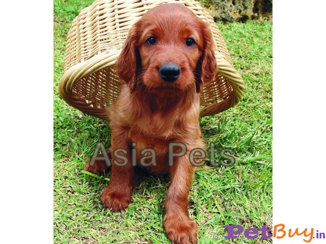 Irish Setter Puppy For Sale In India