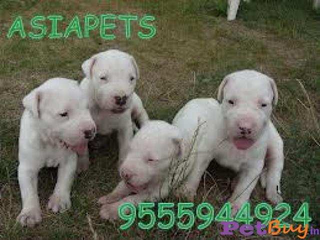 Dogo Argentino Puppy For Sale In India