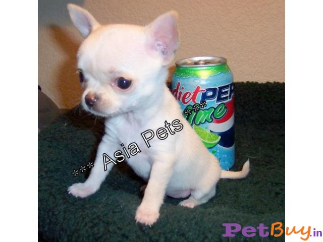 Chihuahua Pups For Sale In India