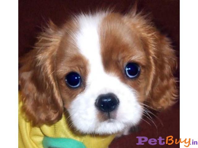 King Charles Spaniel Pups For Sale In India