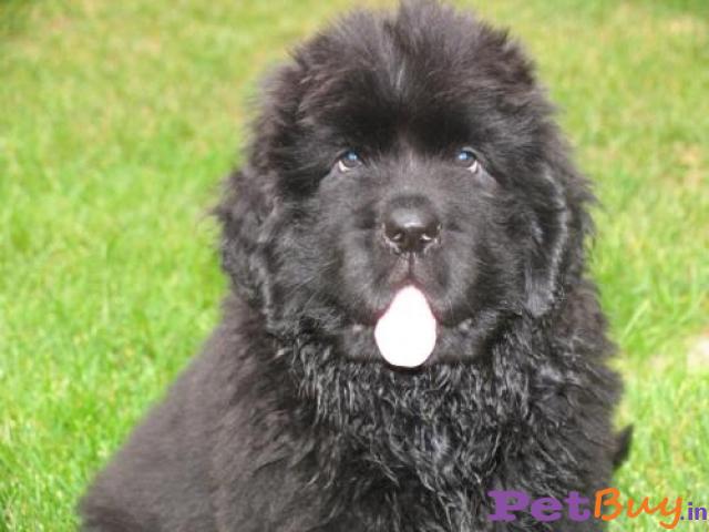Newfoundland Pups For Sale In India