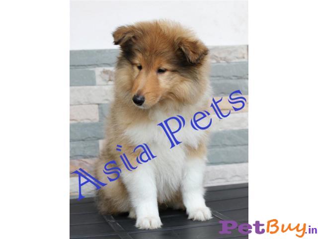 Rough Collie Pups For Sale In India