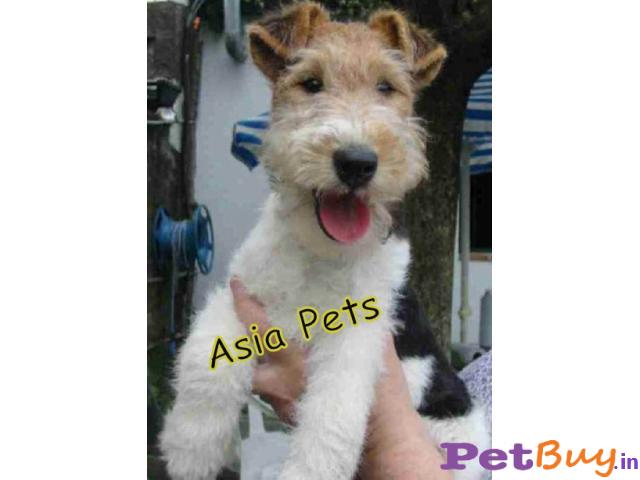 Fox Terrier Puppy Price In India