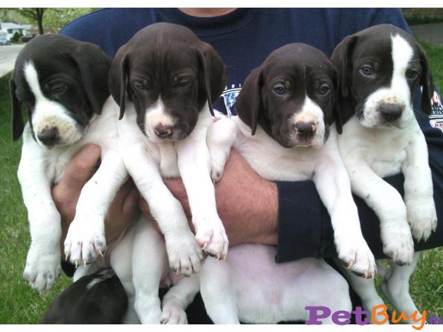 Pointer Puppy Price In India