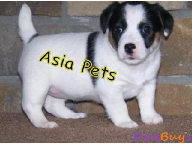 Jack Russell Terrier Puppies Price In India