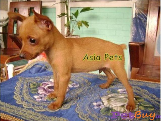 Miniature Pinscher Puppies For Sale In Delhi