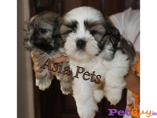 Lhasa Apso Puppies For Sale In Delhi