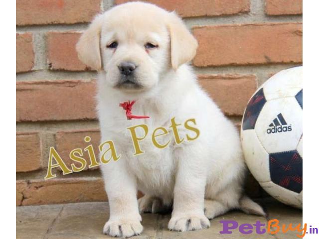 Labrador Retriever Dogs For Sale Delhi