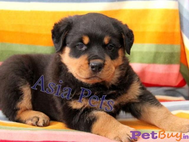 Delhi Buy Rottweiler Male Pups Online In Delhi Delhi India