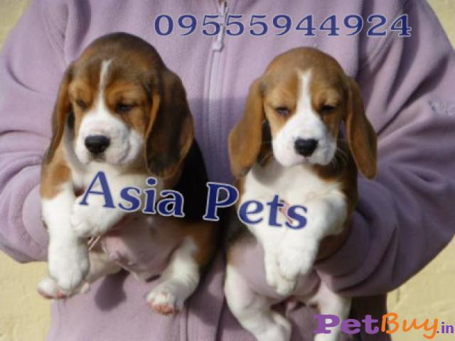 Beagle Dogs For Sale In Gurgaon| Asia Pets.in 1