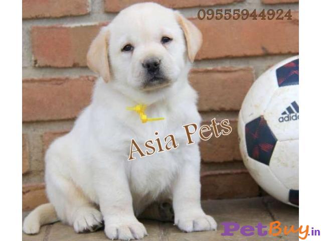 Labrador Puppy For Sale In Delhi Ncr