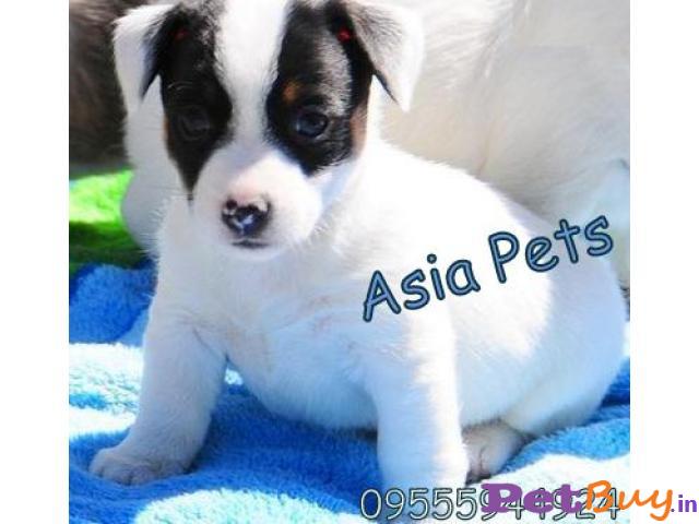 Jack Russell Terrier Puppy Price For Sale In Mumbai