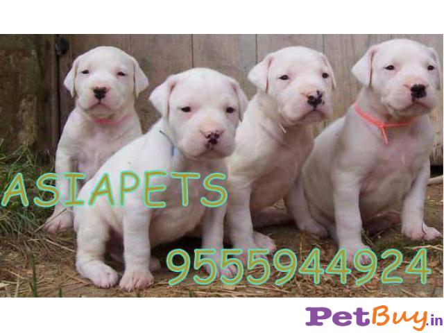 Dogo Argentino Puppies For Sale In India, Dogo Argentino Price In India