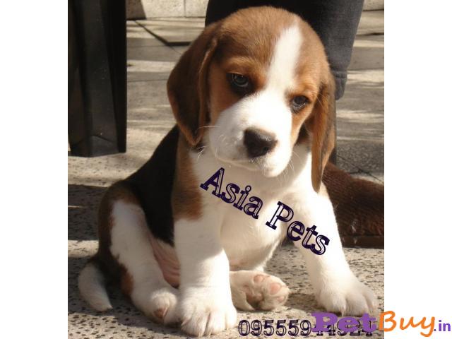 Beagle Puppies For Sale In Indore