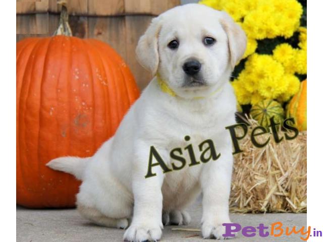 Labrador Puppy Price In Madhya Pradesh - Labrador Puppy For Sale In Madhya Pradesh