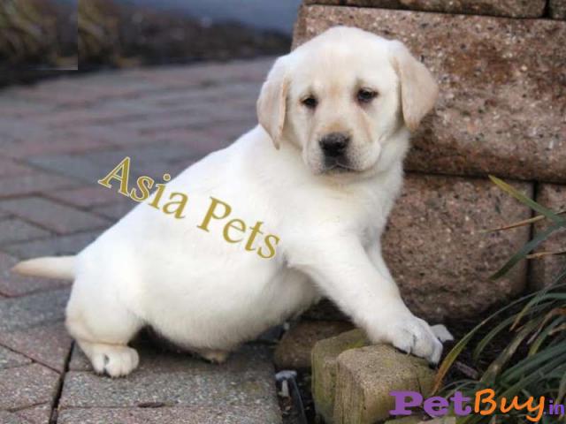 Labrador Puppies Price In Bhopal, Labrador Puppies For Sale In Bhopal