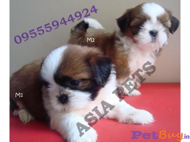 Shih Tzu Puppy For Sale At Asia Pets