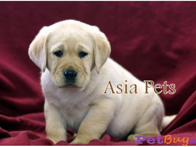 Labrador Pups Price In Agra, Labrador Pups For Sale In Agra