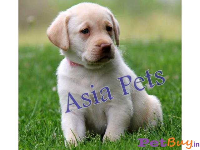 Labrador Pups Price In Assam, Labrador Pups For Sale In Assam