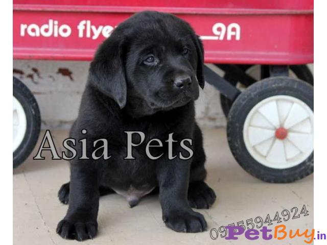 Labrador Pups Price In Indore, Labrador Pups For Sale In Indore