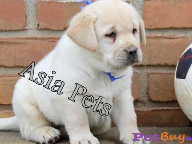 Labrador Pups Price In Kochi, Labrador Pups For Sale In Kochi