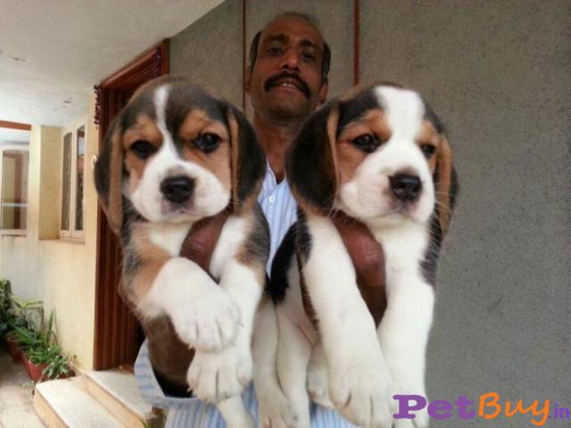 Beagle Pups Price In Srinagar, Beagle Pups For Sale In Srinagar