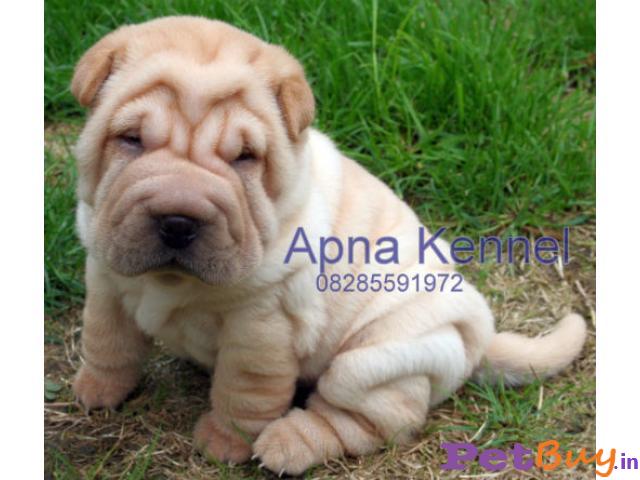 Sharpei Price In India, Sharpei Puppy For Sale In Delhi, India