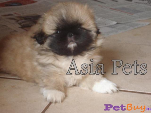 Pekingese Puppies For Sale At Best Price In Gurgaon