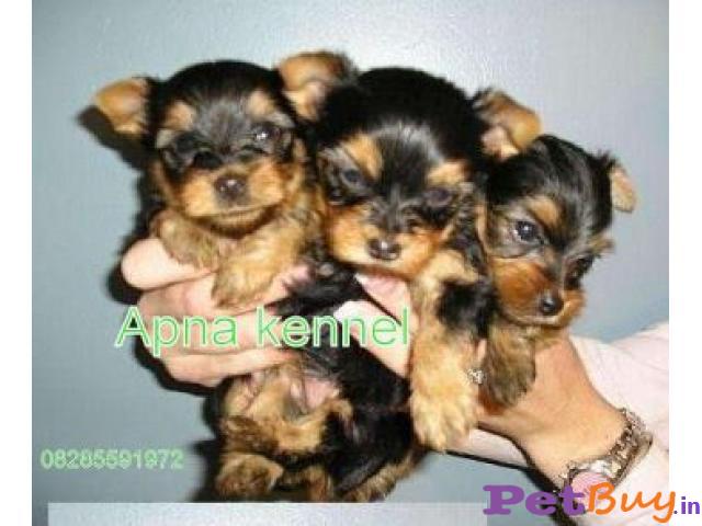 Yorkshire Terrier Puppies For Sale At Best Price In Gurgaon