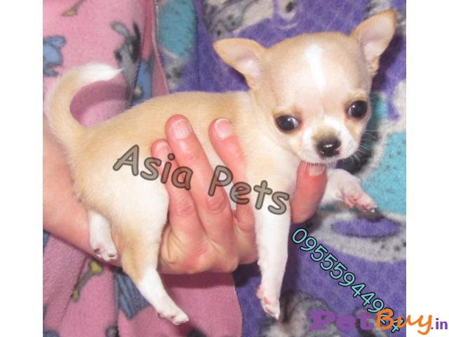 Chihuahua Puppies For Sale At Best Price In Delhi