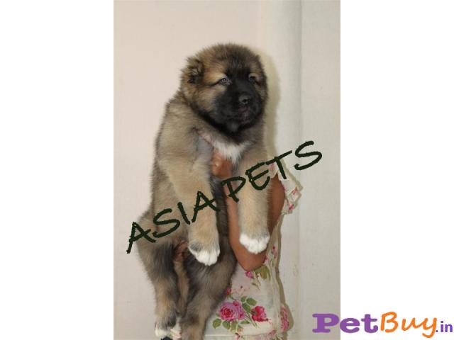 Cane Corso Puppies For Sale At Best Price In Delhi