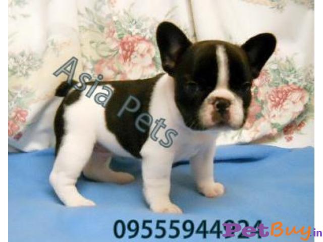 French Bulldog  Puppies For Sale At Best Price In Delhi