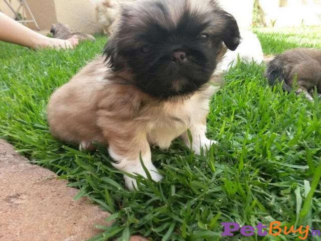 Lhasa Apso Puppies For Sale At Best Price In Delhi